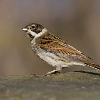 Reed Bunting 1 